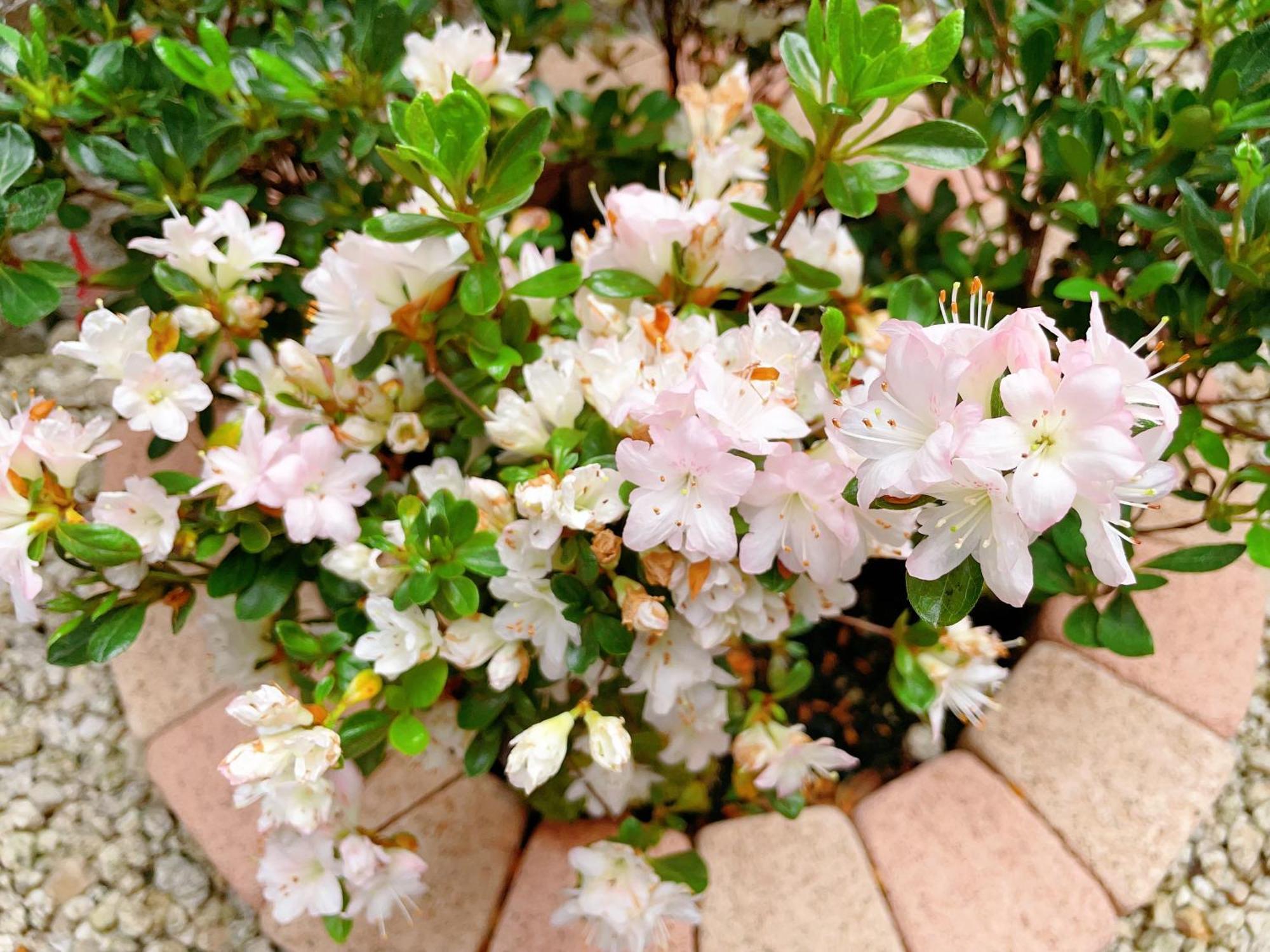 Suikakan Heianjingumae 酔花間 Kioto Exterior foto